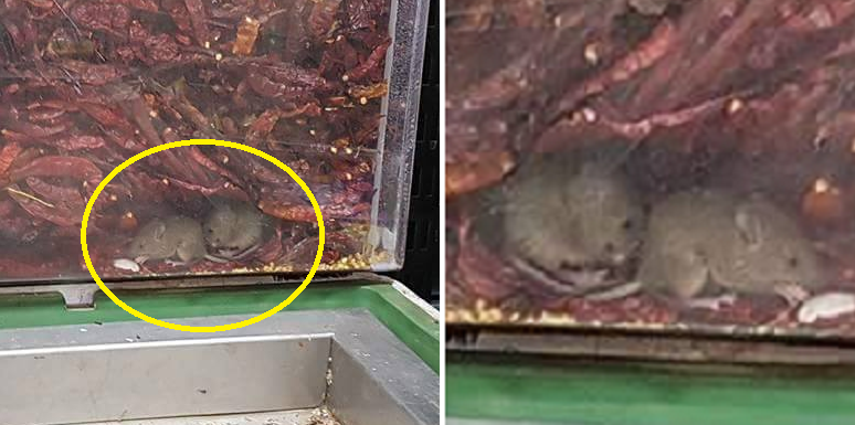 Rats