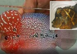 fish