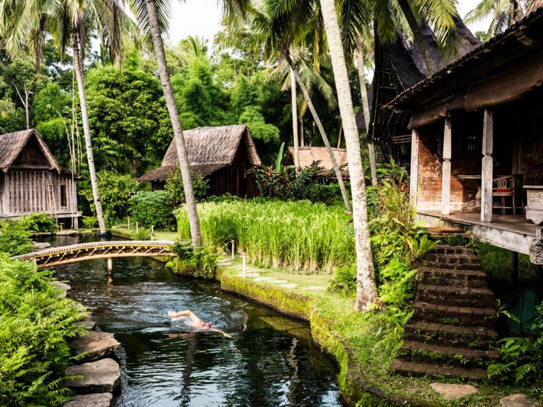bambu