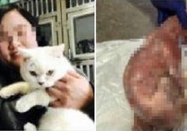 cat
