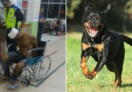 anjing