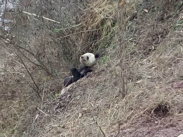 panda3