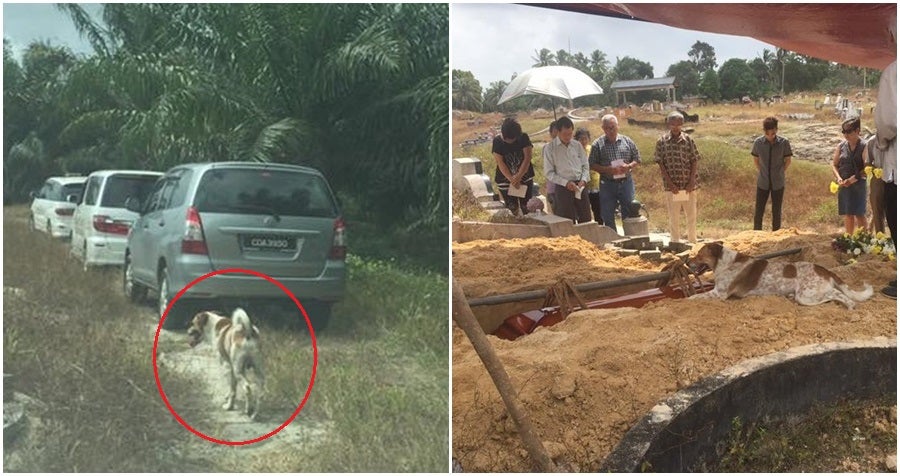 Video Anjing Lari 3KM Ikuti Perarakan Pengebumian Ini 