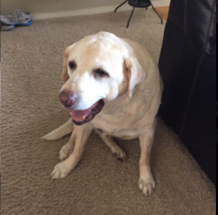 dog2