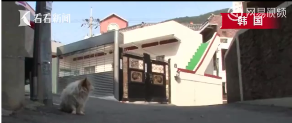 dog3