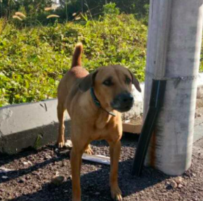 anjing1