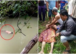 buaya ffff