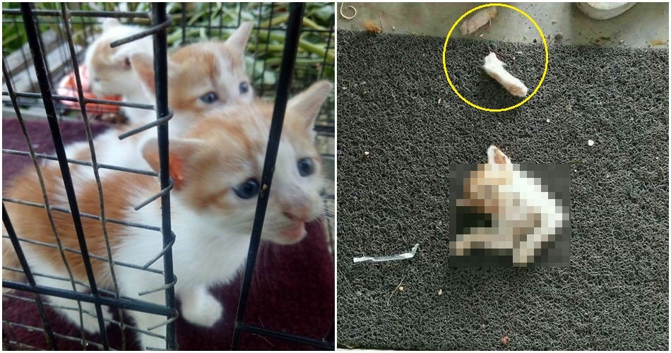 "Sebelum ni dia lemaskan kucing..." - Gadis Terkejut Jiran Kejam