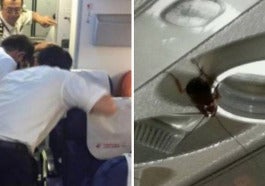 passengers on 2 international flights find over 100 cockroaches on board planes world of buzz