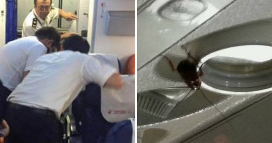 Passengers On 2 International Flights Find Over 100 Cockroaches On Board Planes World Of Buzz