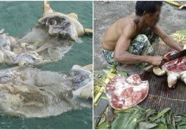 penyu hijau buru