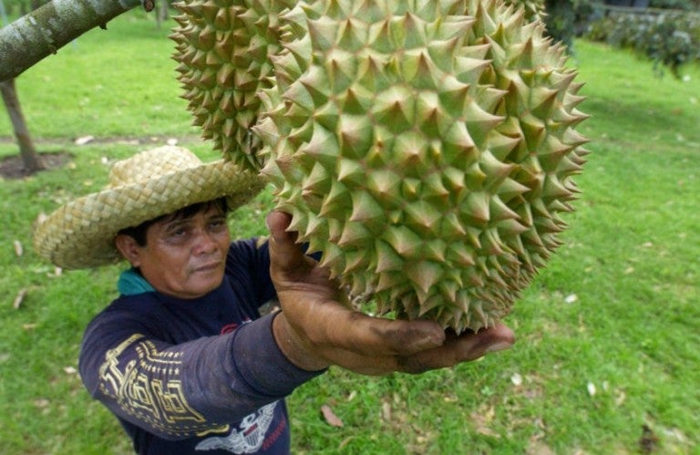 Durian4