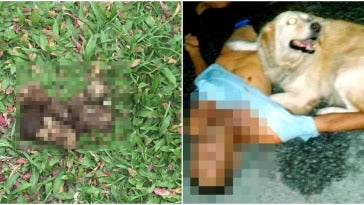 Terbaring Archives - Lobak Merah