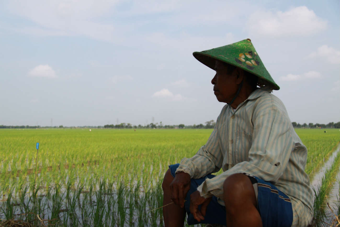 Petani Padi