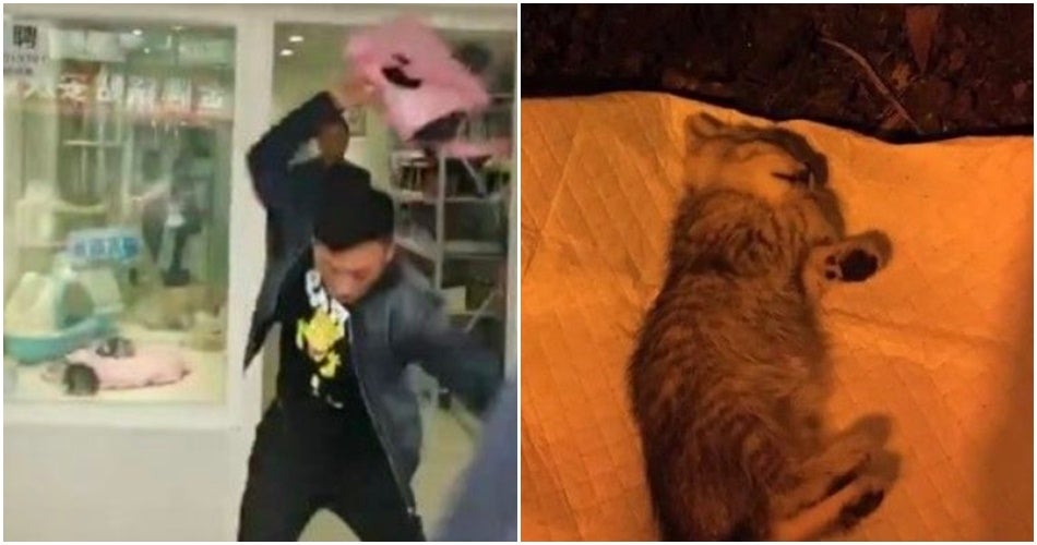 anak kucing