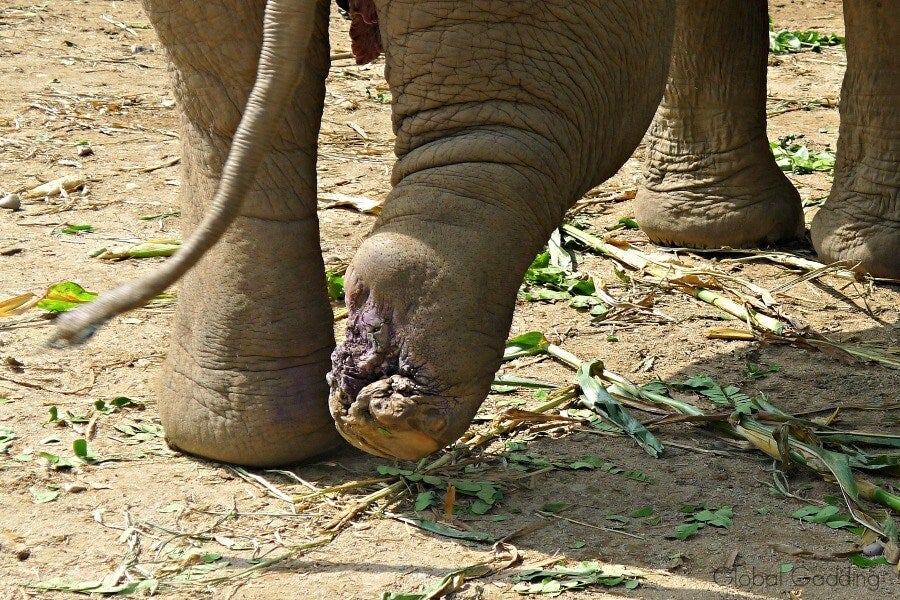 Elephant At Elephant Nature Park Thailand