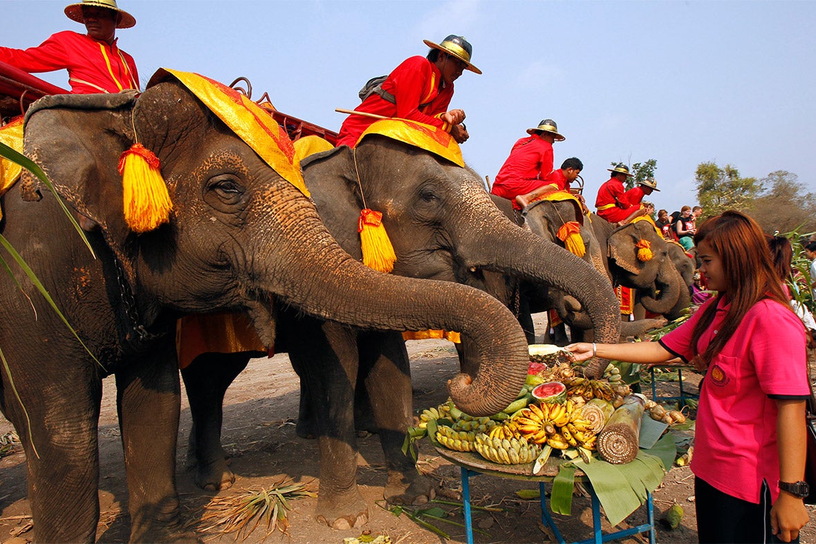 Elephant Buffet