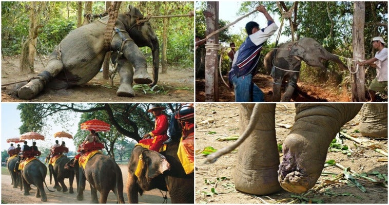 Download 400 Koleksi Gambar Gajah Marah Keren Gratis