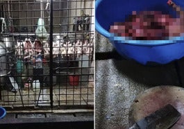 Foreign Workers Use Utensils From Roast Meat Shop To Kill And Cook Dog Meat In Cheras World Of Buzz 5