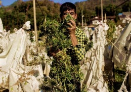 cannabis