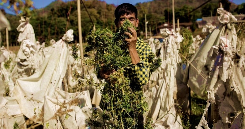 cannabis