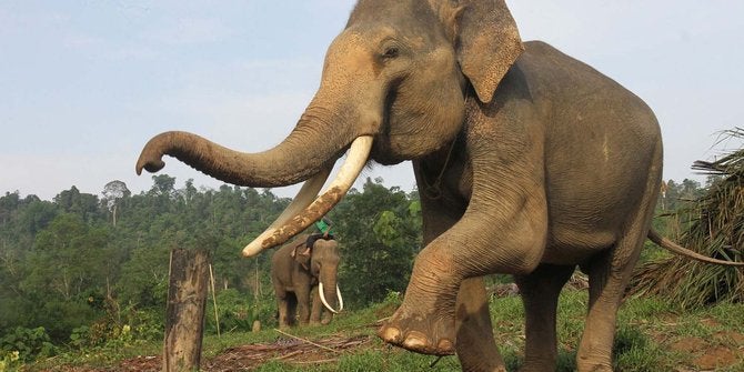 Cerita Dokter Octavia Tewas Diseruduk Dan Diinjak Gajah