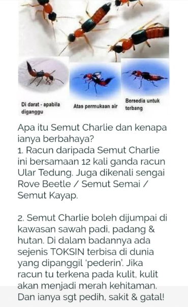 Semutcharlie4