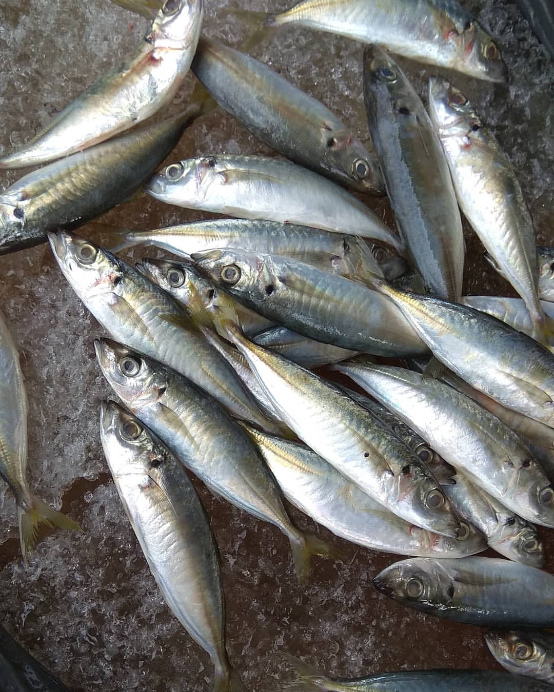 Sebab Salah Beli Ikan  Selayang Suami Isteri Dekat 