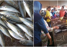 ikan selayanggg