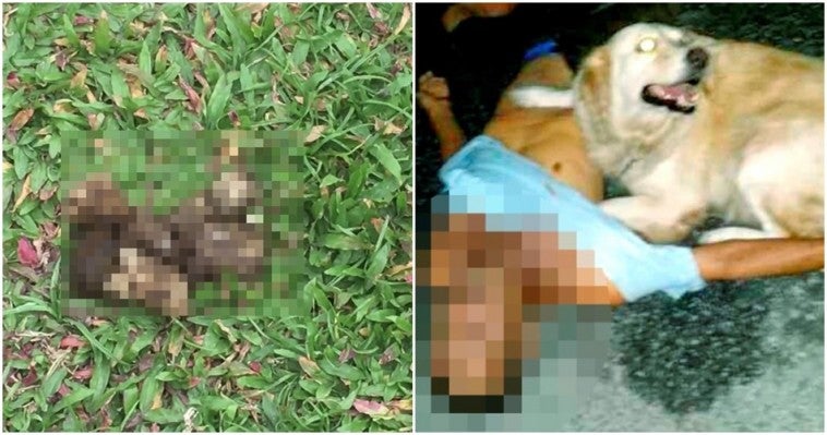 maut najis anjing
