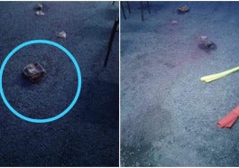 suraudicampakdagingbabi