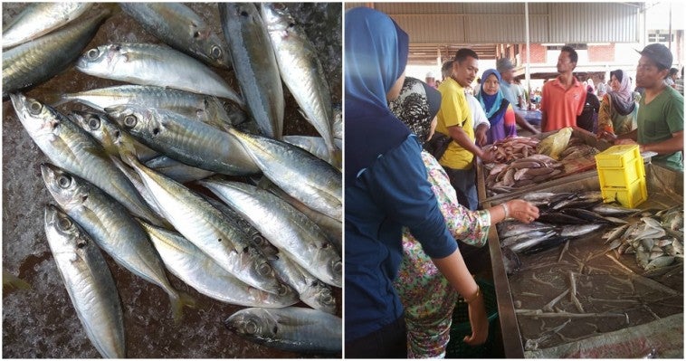 Ikan Selayanggg