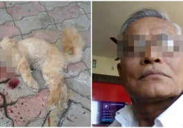 perangai macam binatang