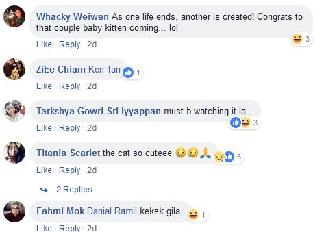tanam kucing 5