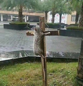 chinese student crucifies rat for eating his pet turtle world of buzz 3