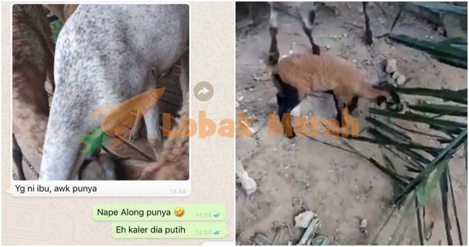 belakambing2