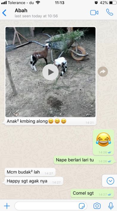 kambing4