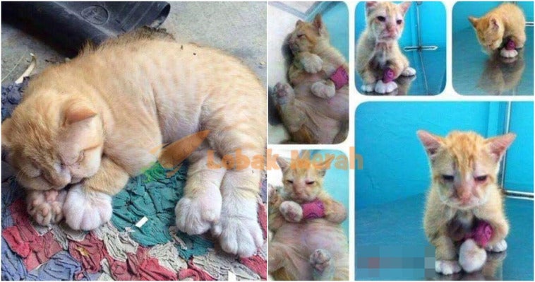 Pencinta Kucing Tolong JANGAN bagi Panadol Kat Kucing Korang! Ini Yang Berlaku Kalau Kucing 