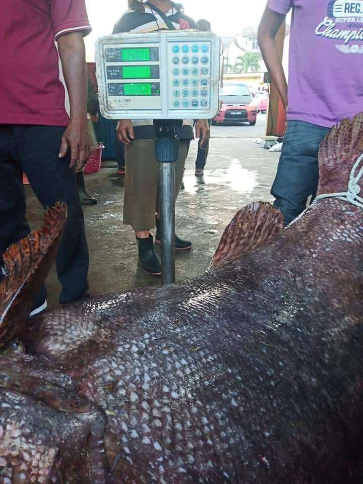 56222460 268472487372089 1234220614135316480 n