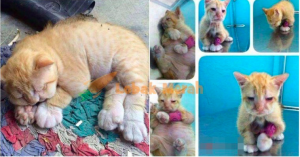 Screenshot 2019 03 01 At 12.21.26 Pm