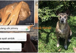 anjing johnny