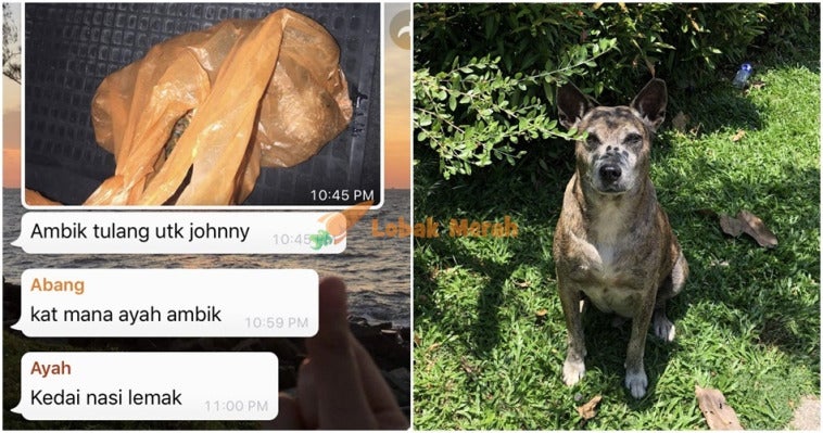 Anjing Johnny