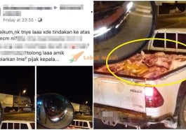 bawa daging babi