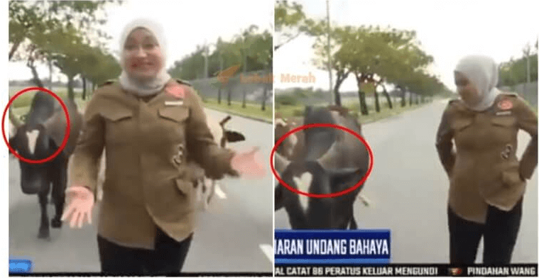 lawak nau