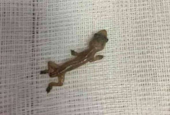 71561681252 CicakTelinga