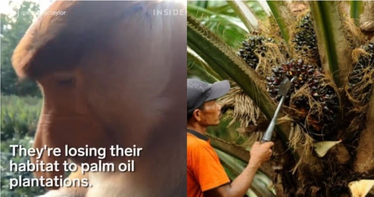 Ladang Kelapa Sawit Kita Dituduh Jadi Punca Monyet Belanda ...