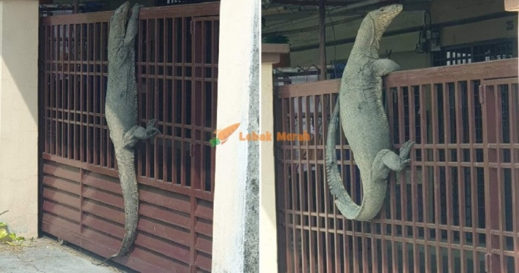 Johor Man Shocked To Find Monitor Lizard So Huge It Looks Like Crocodile On His House Gate World Of Buzz 6