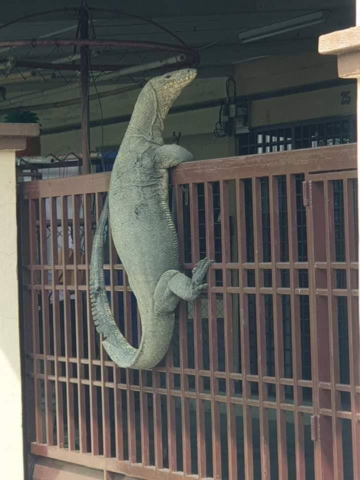 Johor Man Shocked To Find Monitor Lizard So Huge It Looks Like Crocodile On His House Gate World Of Buzz