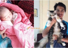 kucing penyelamat e1616897108285