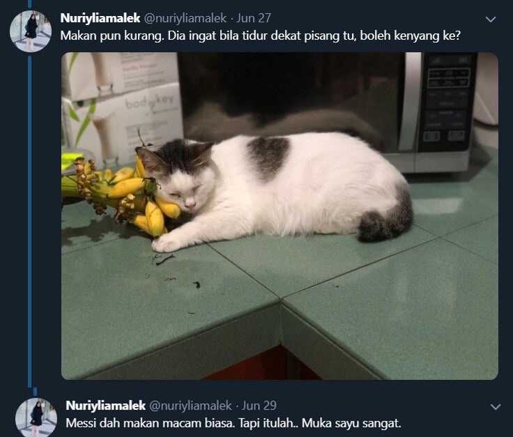 kucing sedih